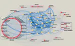 Redes de Co-expresión Genética