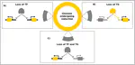 Transcription factors exhibit differential conservation in bacteria with reduced genomes