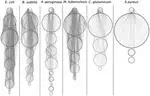 Structural comparison of biological networks based on dominant vertices