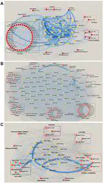 Construction and analysis of gene co-expression network in the pathogenic fungus Ustilago maydis